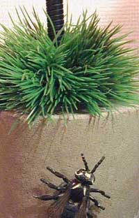 Concrete Poppy 2